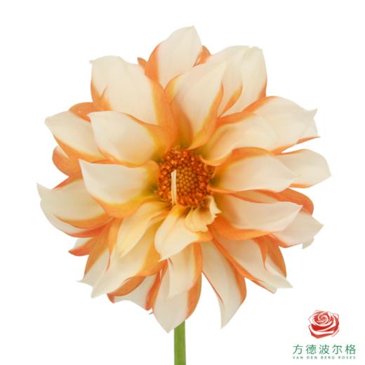 大丽花-杏月 商品图1