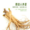 四维生态美吉蔬人参  鲜采人参 整株皆可食 更有种植版盆栽可选 商品缩略图1