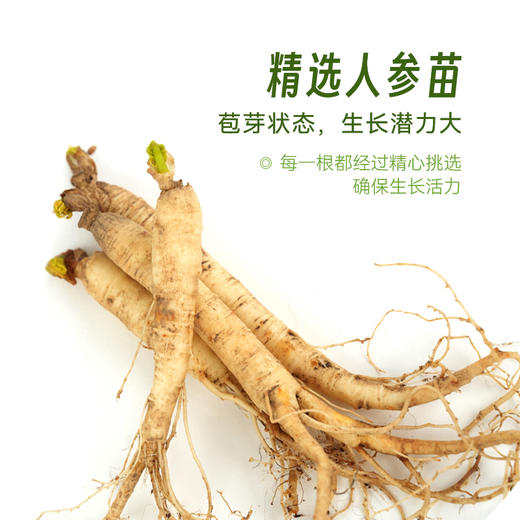 四维生态美吉蔬人参  鲜采人参 整株皆可食 更有种植版盆栽可选 商品图1