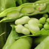 【排单发货】生态带皮蚕豆/胡豆（农场直发-顺丰包邮）｜3斤/5斤装，成都郫都区基地，【原乡农场，自产自销】 商品缩略图2