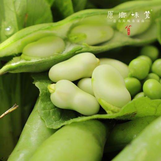 【排单发货】生态带皮蚕豆/胡豆（农场直发-顺丰包邮）｜3斤/5斤装，成都郫都区基地，【原乡农场，自产自销】 商品图2