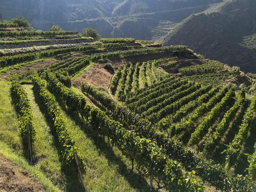 雪山秘境酒庄霞多丽干白葡萄酒2021 商品图2