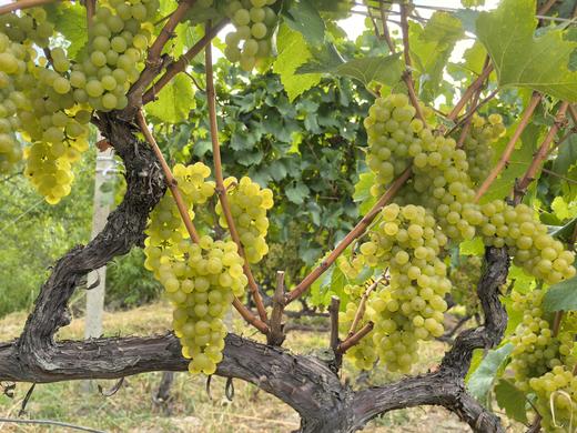 雪山秘境酒庄霞多丽干白葡萄酒2021 商品图1