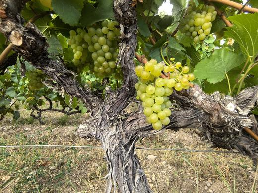 雪山秘境酒庄花落祥云冰酒2023 商品图1