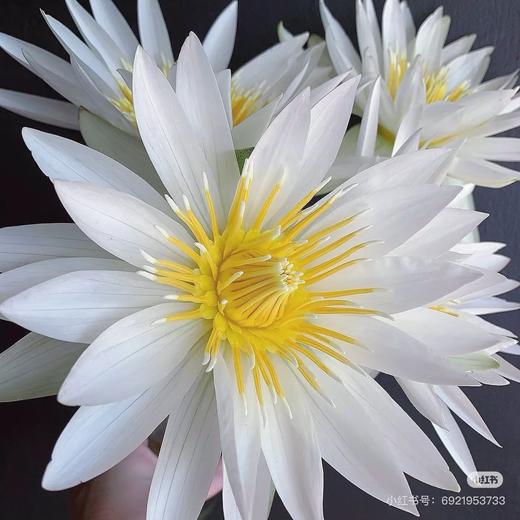 【月光女神】睡莲-白色系 5枝 | 公众号专享 商品图1