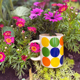 波点马克杯（新概念英语文创）