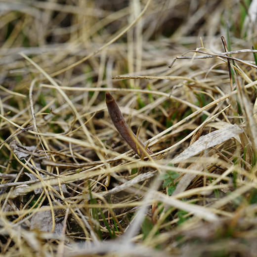 正安好礼 野生冬虫夏草 来自青海的好虫草 人工寻采 高海拔高品质【不可用券】【因为虫草为新鲜产品，无质量问题不可拒收，不可换货】 商品图7