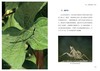 《神奇的昆虫世界》 商品缩略图8