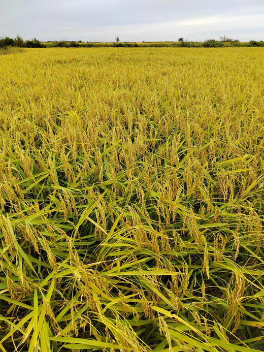 XLJ邻家饭香有机五常大米 商品图3