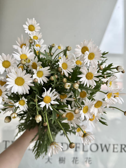 国产花材-【玛格丽特】白色 商品图1