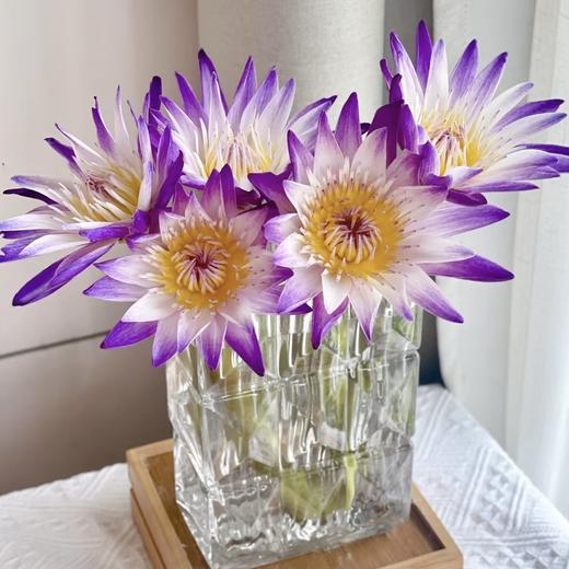 【薄暮紫雾】睡莲-紫色系-黑美人 5枝 | 公众号专享 商品图2