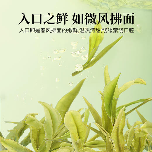 狮峰丨安吉珍鲜白茶 绿茶 特级 35g（3.5g*10袋）随行装 商品图2