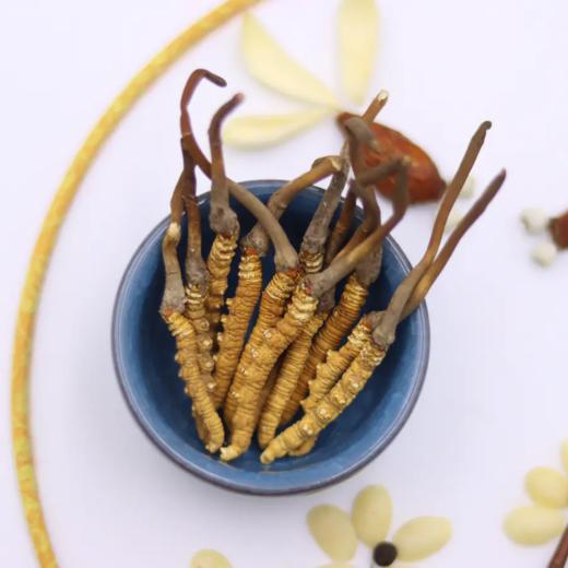 正安 冻干野生冬虫夏草 医馆严选虫体饱满未喷粉 青藏高海拔赞安原材 肺部咳嗽虚弱肾气 泡水煲汤商务长辈礼品 虫草【不可用券】【预售至4月8日发货】 商品图2