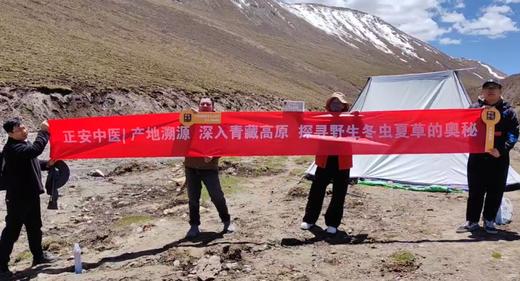 正安好礼 野生冬虫夏草 来自青海的好虫草 人工寻采 高海拔高品质【不可用券】【因为虫草为新鲜产品，无质量问题不可拒收，不可换货】 商品图9