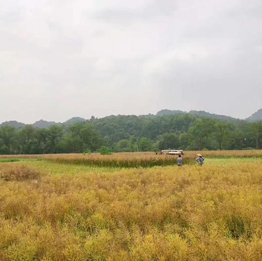 【农家菜籽油】新菜籽 共5瓶（1斤/瓶）热榨 商品图3