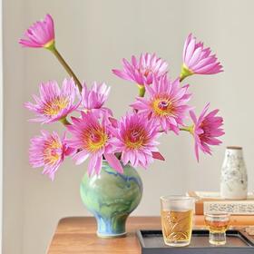 【朝露釉彩】睡莲-粉色系 5枝 | 公众号专享