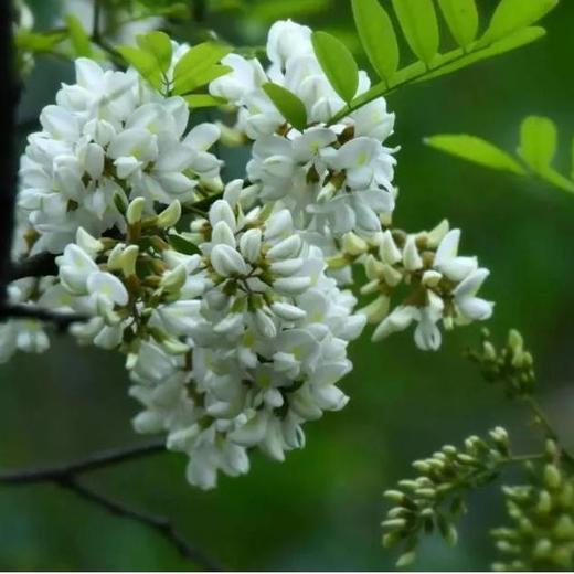 秦岭野生洋槐花 | 四月槐花香树上野味 现摘现发 营养丰富 吃法百搭 清新甜蜜 初夏必备 赏味期仅有20天 商品图1