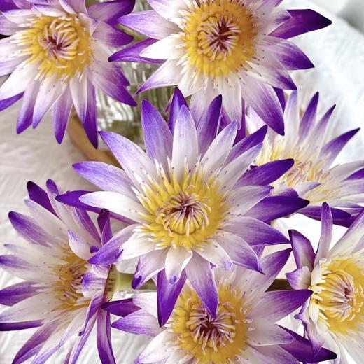 【薄暮紫雾】睡莲-紫色系-黑美人 5枝 | 公众号专享 商品图1