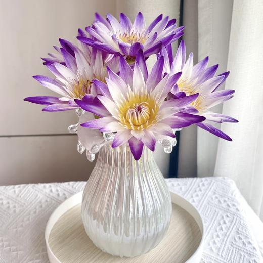 【薄暮紫雾】睡莲-紫色系-黑美人 5枝 | 公众号专享 商品图0