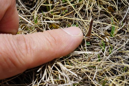 正安好礼 野生冬虫夏草 来自青海的好虫草 人工寻采 高海拔高品质【不可用券】【因为虫草为新鲜产品，无质量问题不可拒收，不可换货】 商品图13