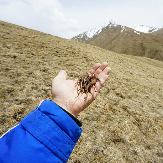 正安好礼 野生冬虫夏草 来自青海的好虫草 人工寻采 高海拔高品质【不可用券】【因为虫草为新鲜产品，无质量问题不可拒收，不可换货】 商品图4
