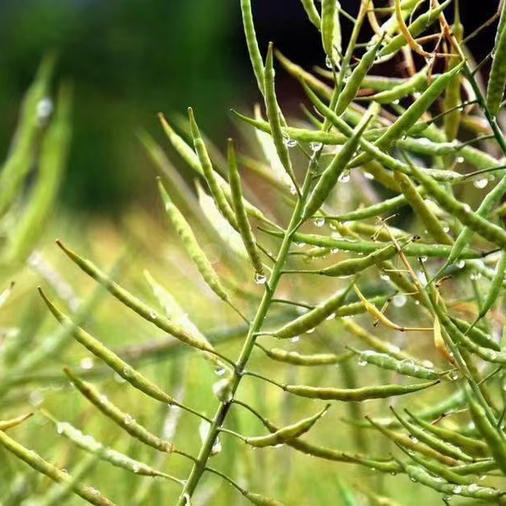 【农家菜籽油】新菜籽 共5瓶（1斤/瓶）热榨 商品图2