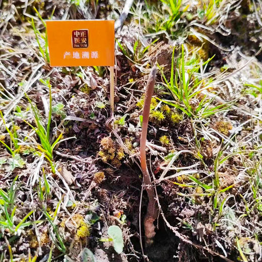 正安好礼 野生冬虫夏草 来自青海的好虫草 人工寻采 高海拔高品质【不可用券】【因为虫草为新鲜产品，无质量问题不可拒收，不可换货】 商品图2