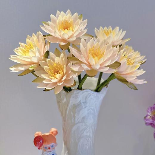 【暮色涟漪】睡莲-复色系 5枝 | 公众号专享 商品图2