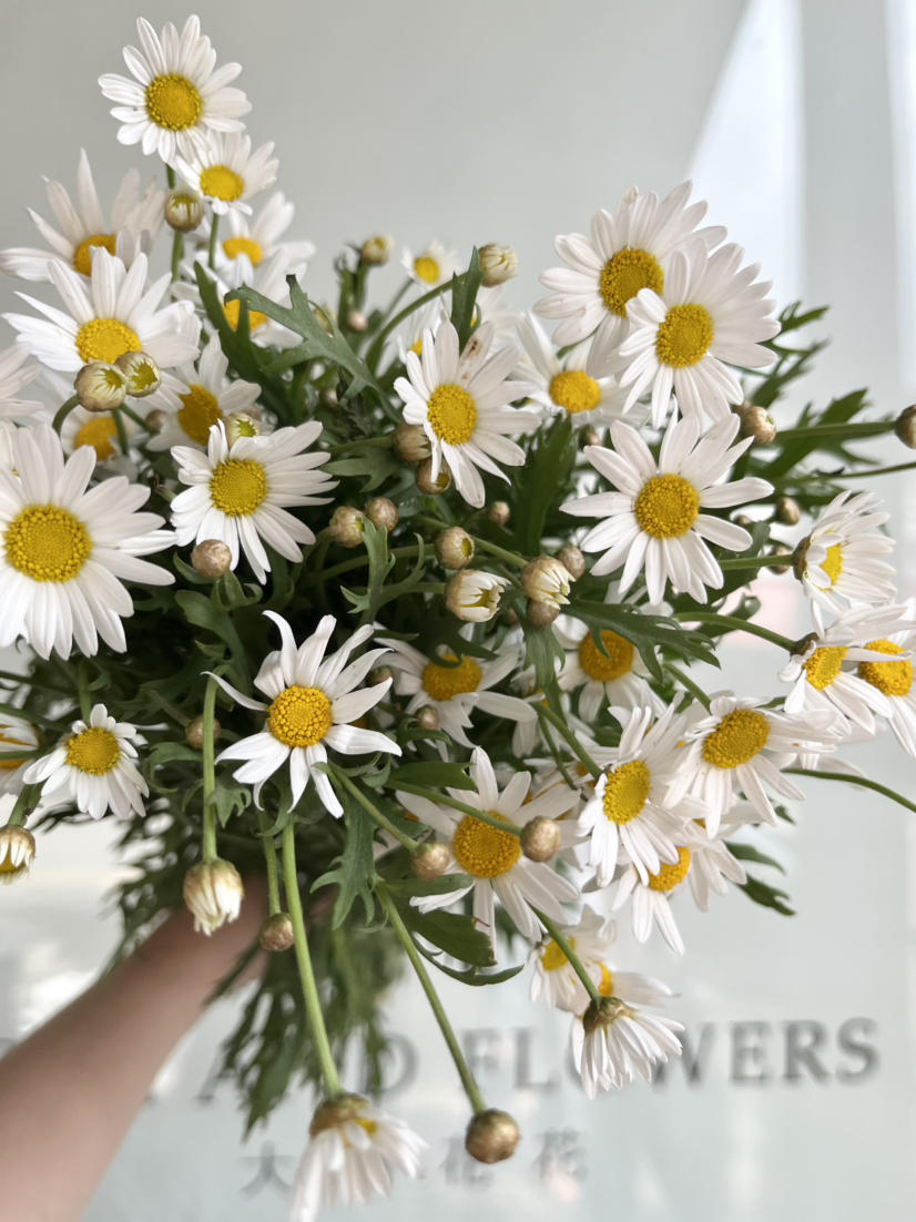 国产花材-【玛格丽特】白色