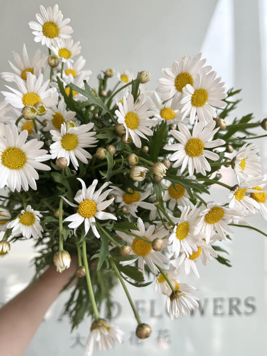 国产花材-【玛格丽特】白色 商品图0