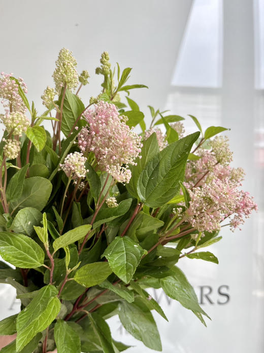 国产花材-【澳洲茶】 商品图2