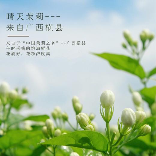横县茉莉花 鲜摘轻烘拒绝熏硫 优选原材 广西优级茉莉花茶30g/瓶 商品图1