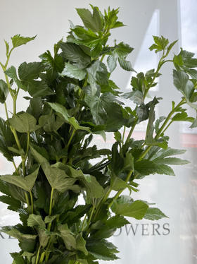 国产花材-【枫叶绿】