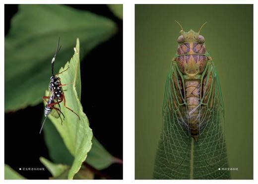 《神奇的昆虫世界》 商品图10
