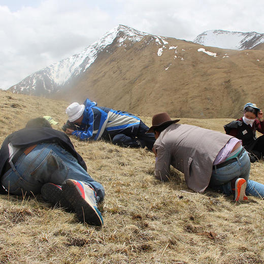 正安好礼 野生冬虫夏草 来自青海的好虫草 人工寻采 高海拔高品质【不可用券】【因为虫草为新鲜产品，无质量问题不可拒收，不可换货】 商品图5