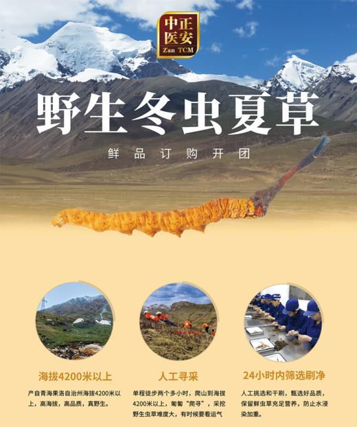 正安好礼 野生冬虫夏草 来自青海的好虫草 人工寻采 高海拔高品质【不可用券】【因为虫草为新鲜产品，无质量问题不可拒收，不可换货】 商品图8