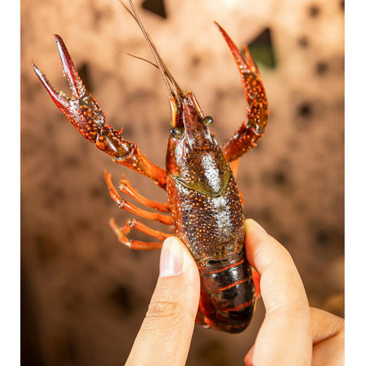 湖北清水小龙虾是在清水中养殖的，所以干净，你无需担心泥沙、细菌等杂质，每一口都是纯净的美味。而且壳薄肉满，肉质Q弹鲜甜！轻轻一剥，鲜嫩的虾肉就显露出来！4-6钱/只，3斤/箱 商品图0