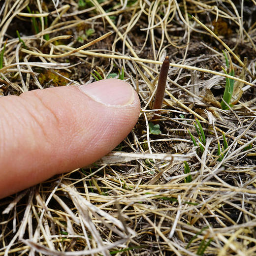 正安好礼 野生冬虫夏草 来自青海的好虫草 人工寻采 高海拔高品质【不可用券】【因为虫草为新鲜产品，无质量问题不可拒收，不可换货】 商品图6