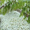 秦岭野生洋槐花 | 四月槐花香树上野味 现摘现发 营养丰富 吃法百搭 清新甜蜜 初夏必备 赏味期仅有20天 商品缩略图5