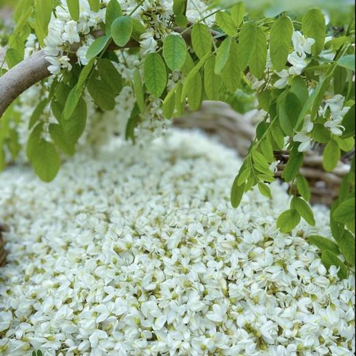 秦岭野生洋槐花 | 四月槐花香树上野味 现摘现发 营养丰富 吃法百搭 清新甜蜜 初夏必备 赏味期仅有20天 商品图5