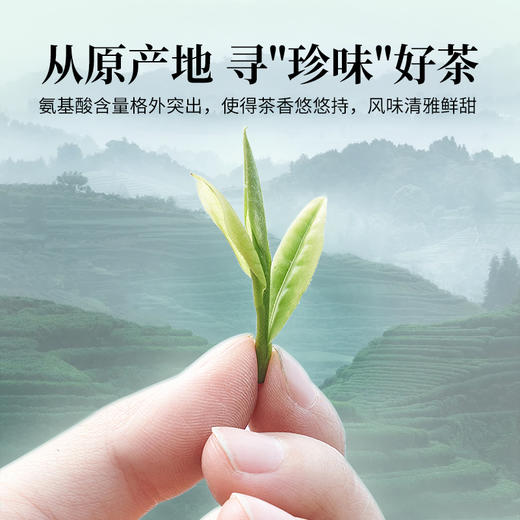 狮峰丨安吉珍鲜白茶 绿茶 特级 35g（3.5g*10袋）随行装 商品图1