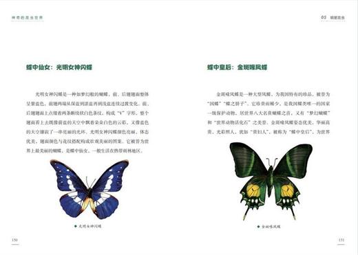 《神奇的昆虫世界》 商品图11