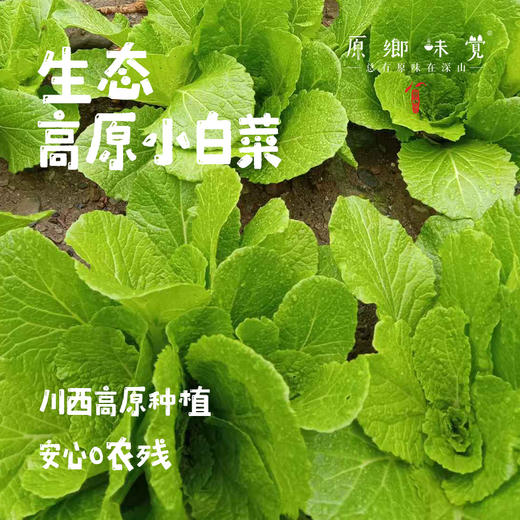 【预售7月5号/6号发货】生态高原紫花菜（农场直发-顺丰包邮）|紫花菜3.5—4斤装，来自四川小金，生产者：吴明清【合作生产，公平贸易 商品图10