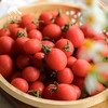 生态圣女果   | 合作生产 *Ecological Cherry Tomatos| Coproduction 商品缩略图1