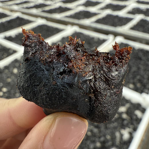 【臻黄精丸、黄精果】传统古法九蒸九晒/古法手工制作！ 商品图6