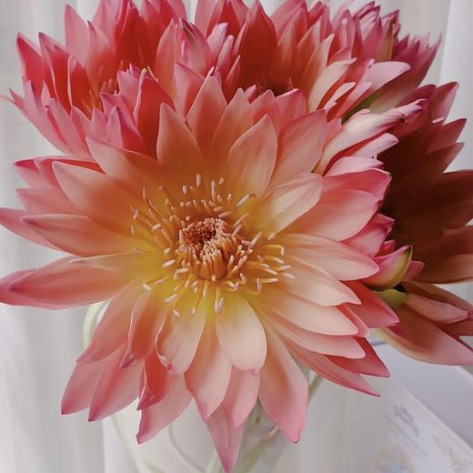 【暮色涟漪】睡莲-复色系 5枝 | 公众号专享 商品图1