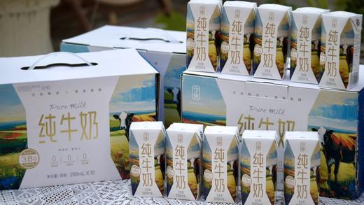 【牛奶热榜第一】【99元到手4箱】力荐  限时限量政府补贴款  买三赠一 到手4箱    宁优画系列之・孺子牛・3.8高蛋白纯牛奶 一款满是好评的纯牛奶 商品图2