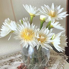 【月光女神】睡莲-白色系 5枝 | 公众号专享