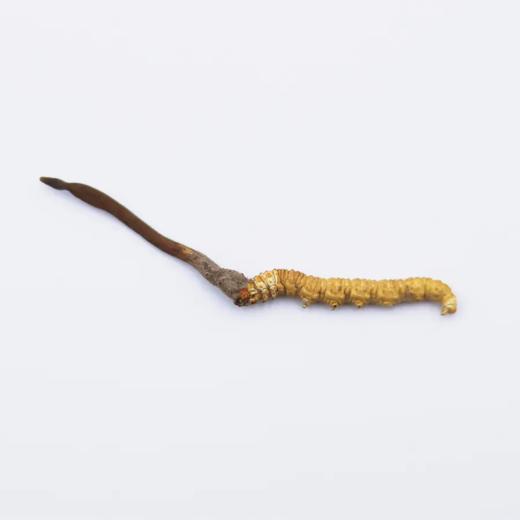 正安 冻干野生冬虫夏草 医馆严选虫体饱满未喷粉 青藏高海拔赞安原材 肺部咳嗽虚弱肾气 泡水煲汤商务长辈礼品 虫草【不可用券】【预售至4月8日发货】 商品图5