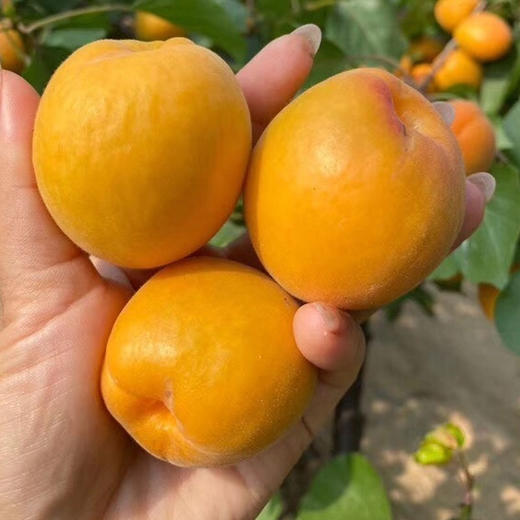 【2026】陕西大黄杏新鲜杏子水果酸甜 商品图4